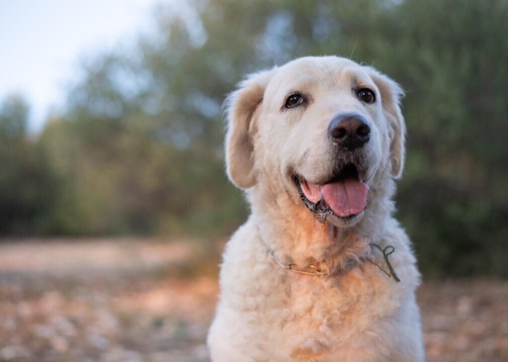 #38. Kuvasz